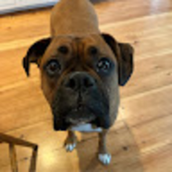 Meet your Posher, Maggie - Picture 1 of 1